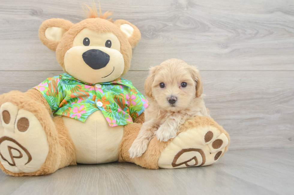 6 week old Maltipoo Puppy For Sale - Windy City Pups