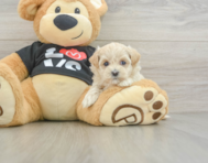 8 week old Maltipoo Puppy For Sale - Windy City Pups