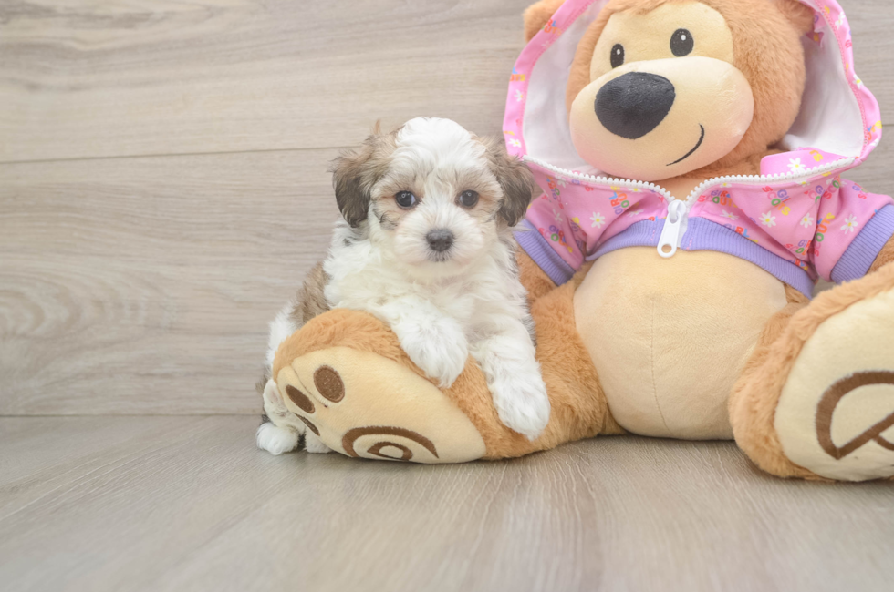 6 week old Maltipoo Puppy For Sale - Windy City Pups
