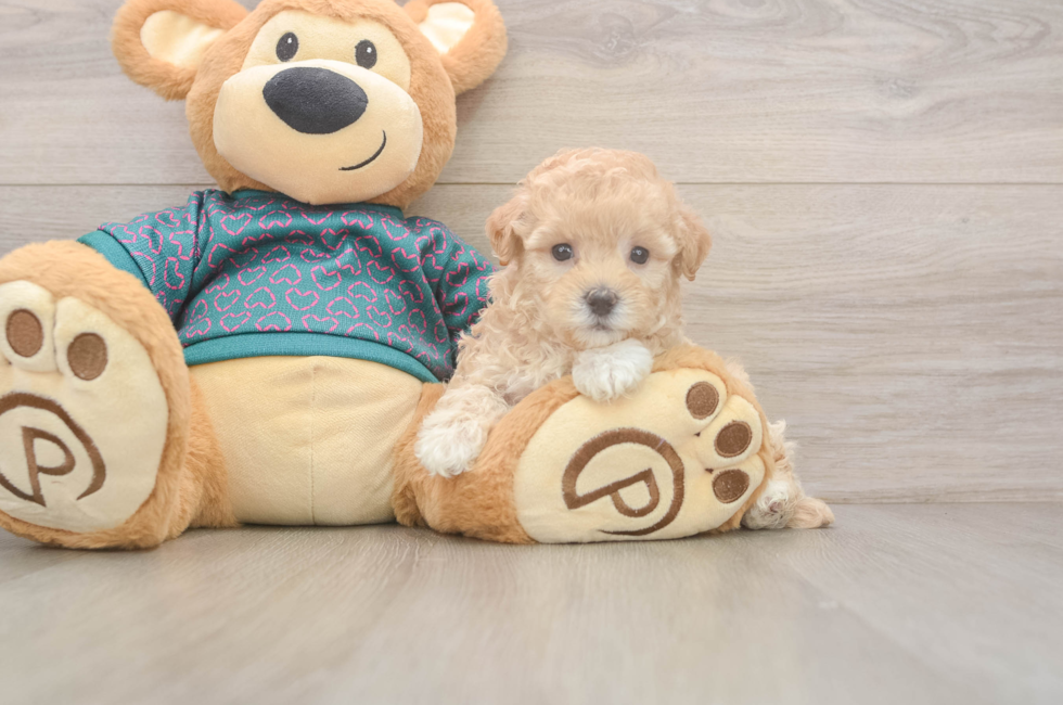 5 week old Maltipoo Puppy For Sale - Windy City Pups
