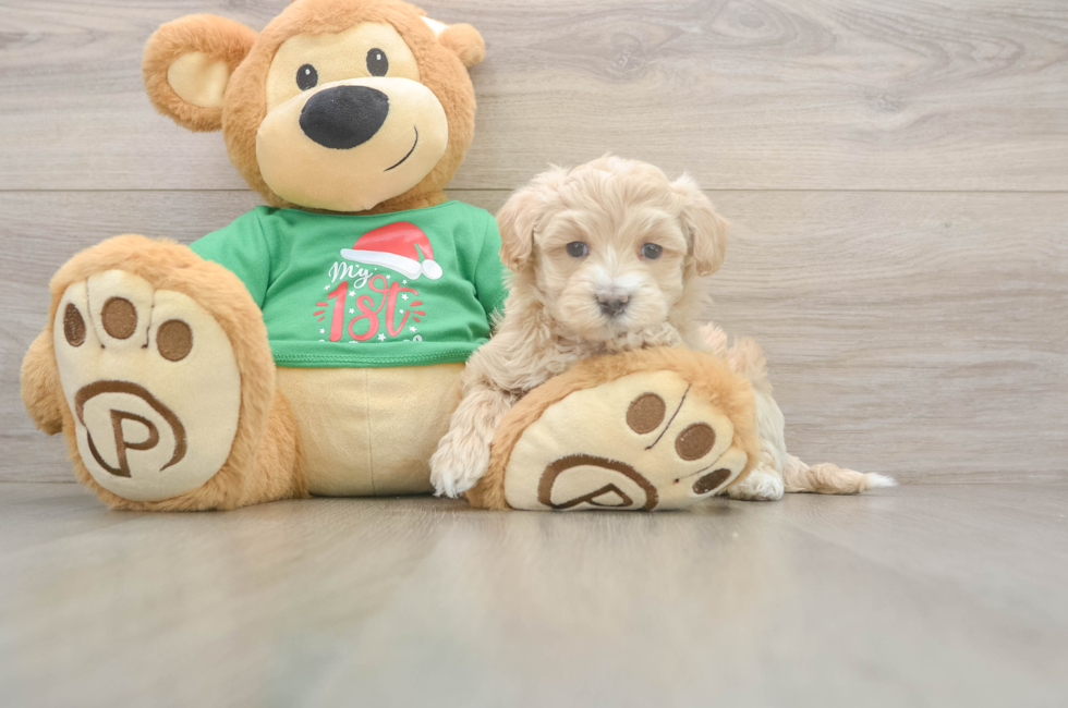 6 week old Maltipoo Puppy For Sale - Windy City Pups