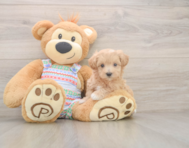 9 week old Maltipoo Puppy For Sale - Windy City Pups