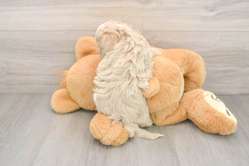 Smart Maltipoo Poodle Mix Pup