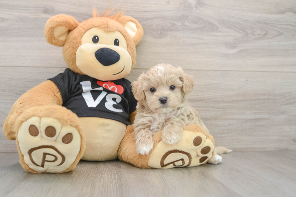 Friendly Maltipoo Baby