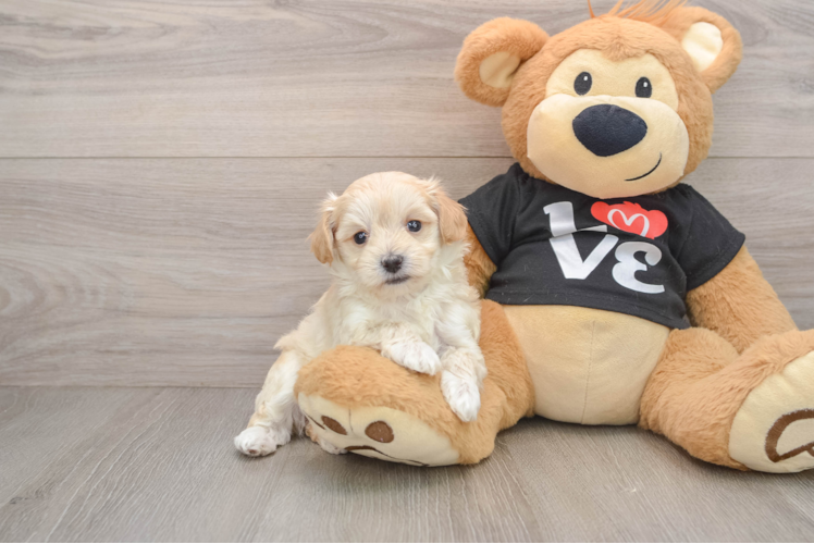 Best Maltipoo Baby