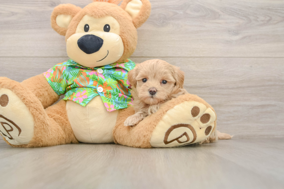 Sweet Maltipoo Baby