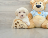 8 week old Maltipoo Puppy For Sale - Windy City Pups