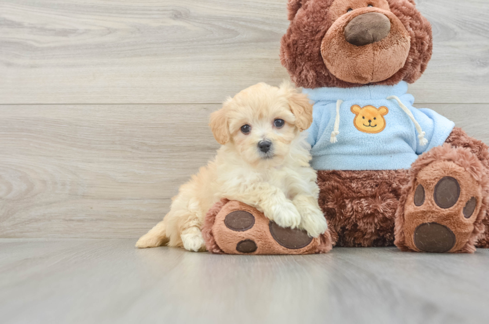 7 week old Maltipoo Puppy For Sale - Windy City Pups