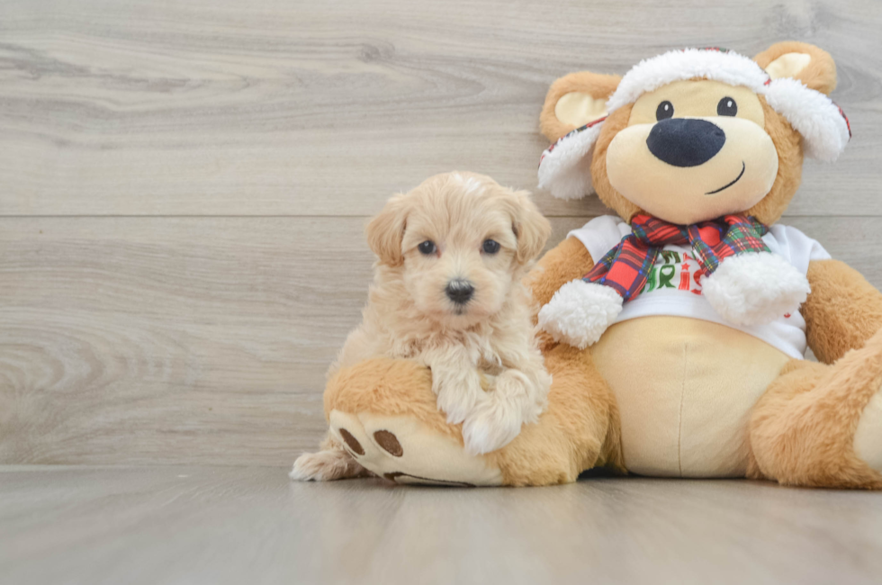 6 week old Maltipoo Puppy For Sale - Windy City Pups