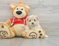 7 week old Maltipoo Puppy For Sale - Windy City Pups