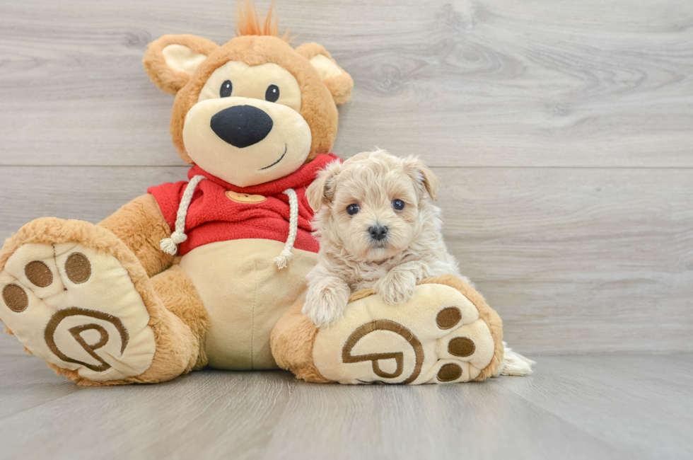 6 week old Maltipoo Puppy For Sale - Windy City Pups