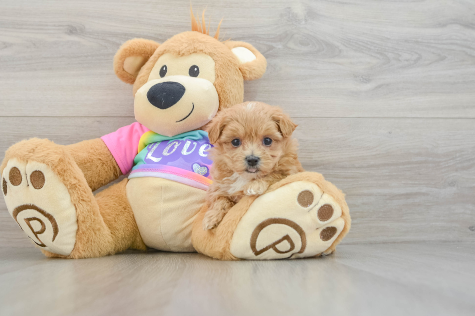 Maltipoo Puppy for Adoption