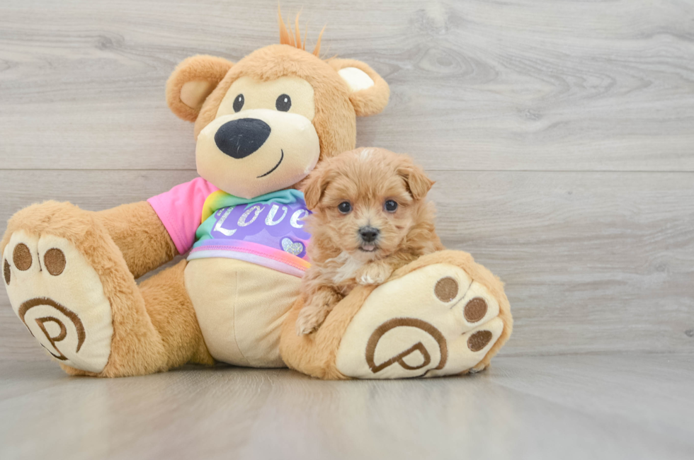 7 week old Maltipoo Puppy For Sale - Windy City Pups