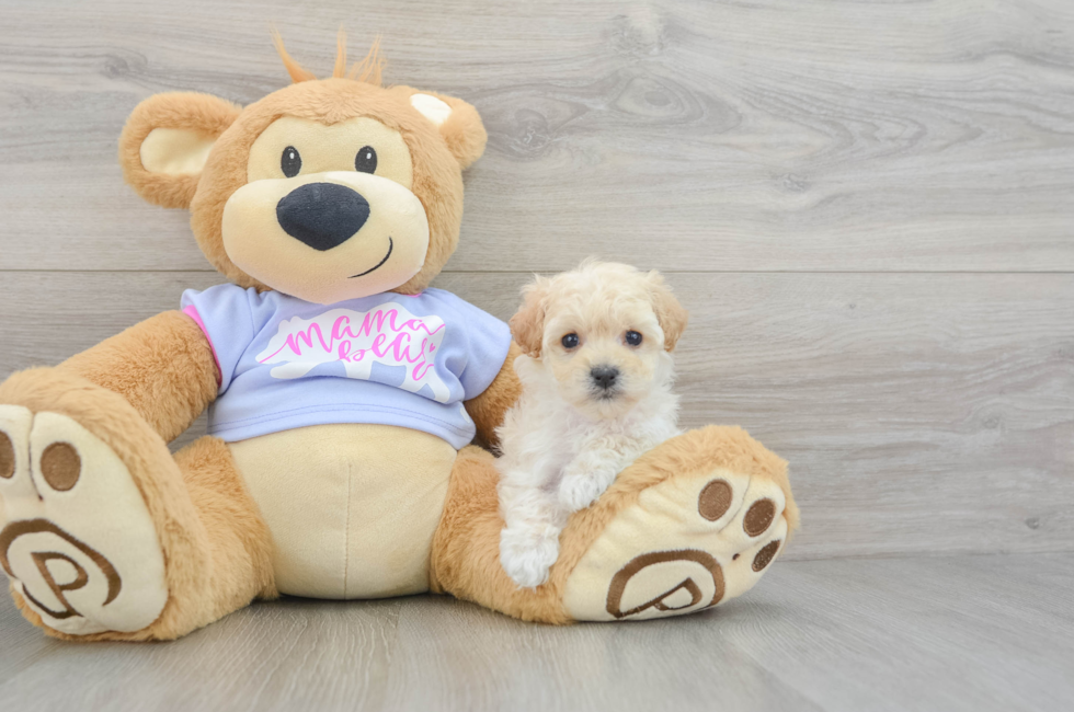 5 week old Maltipoo Puppy For Sale - Windy City Pups