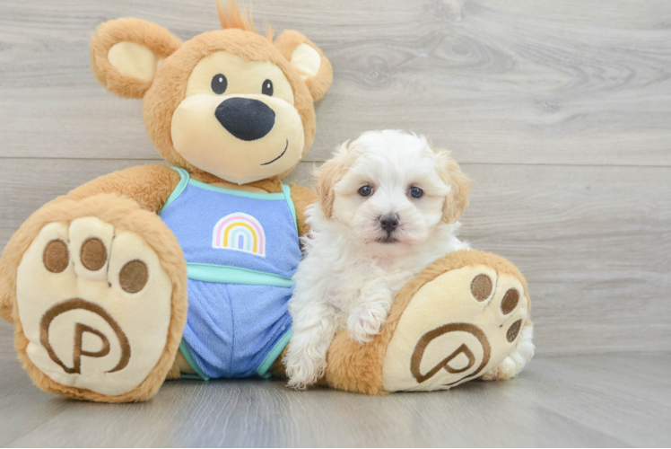 Best Maltipoo Baby