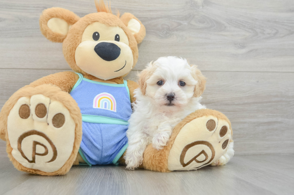 7 week old Maltipoo Puppy For Sale - Windy City Pups
