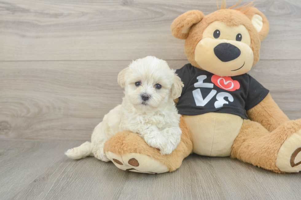6 week old Maltipoo Puppy For Sale - Windy City Pups