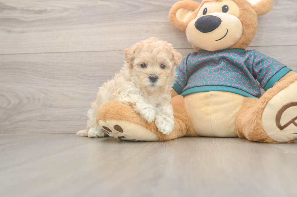 5 week old Maltipoo Puppy For Sale - Windy City Pups
