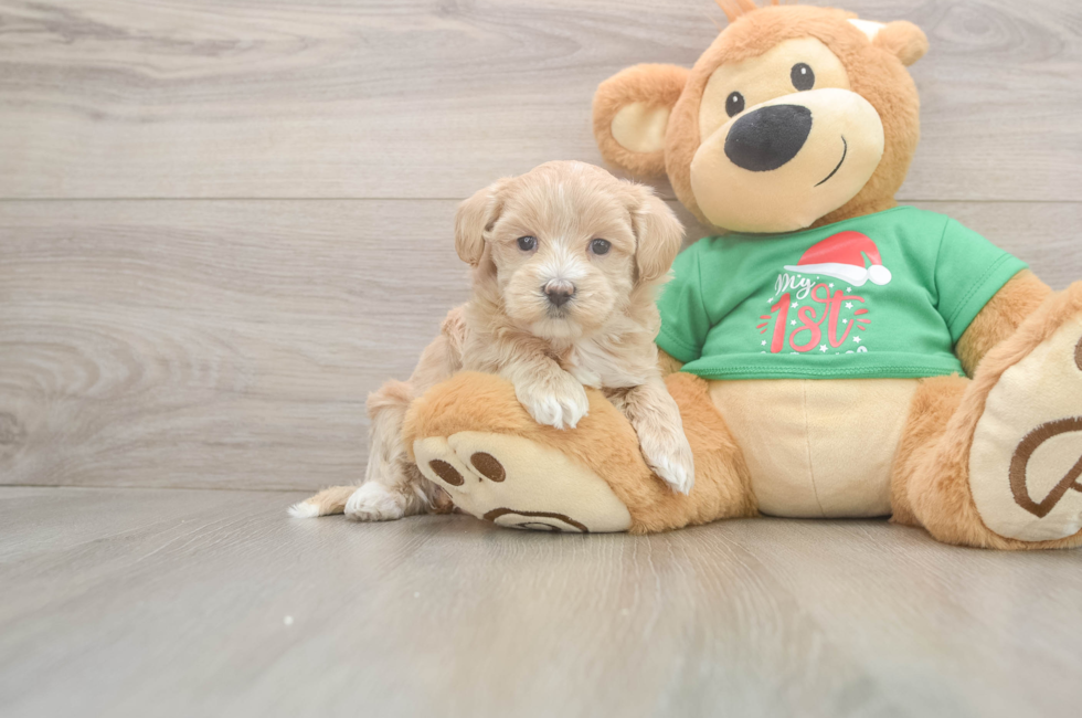 6 week old Maltipoo Puppy For Sale - Windy City Pups