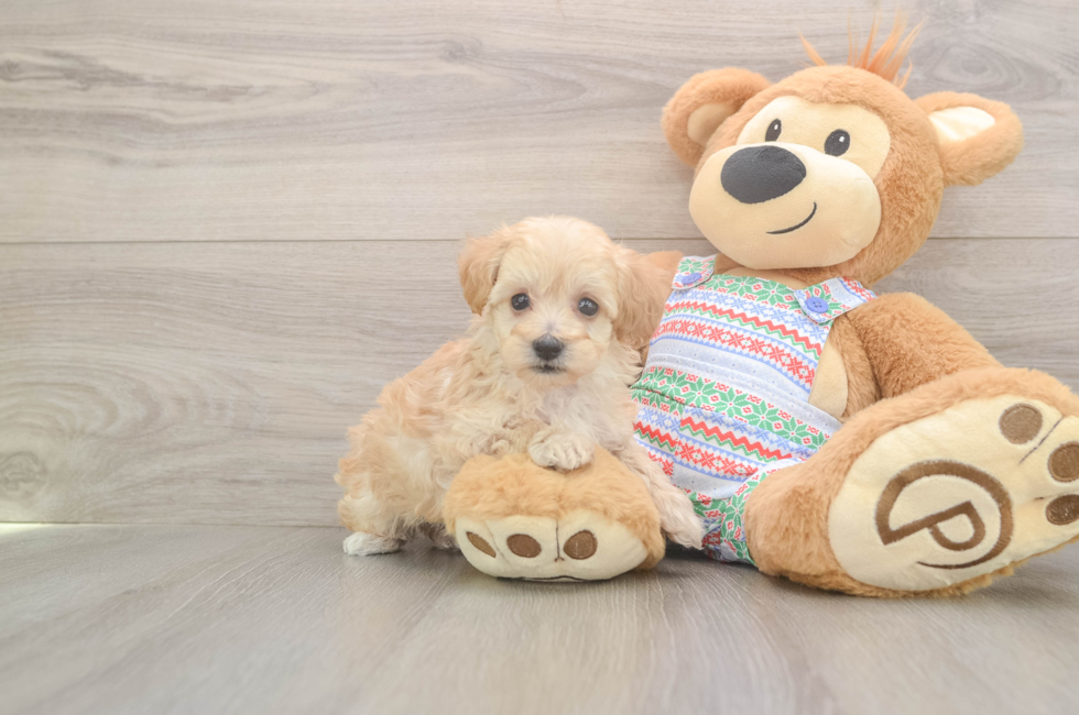 6 week old Maltipoo Puppy For Sale - Windy City Pups