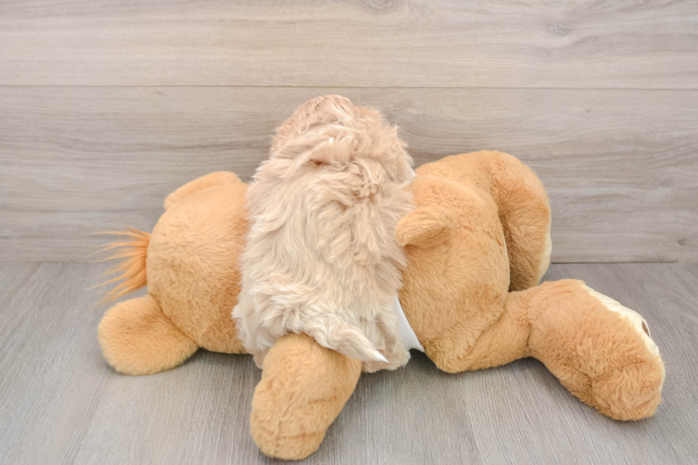 Friendly Maltipoo Baby