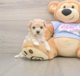 7 week old Maltipoo Puppy For Sale - Windy City Pups