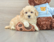 10 week old Maltipoo Puppy For Sale - Windy City Pups