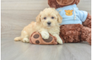 Maltipoo Pup Being Cute