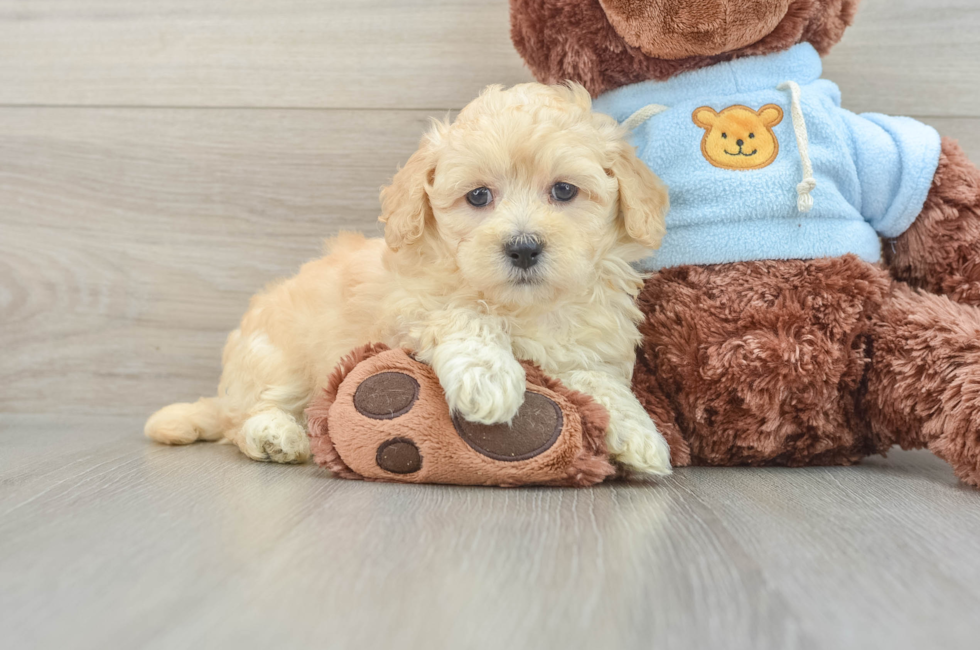 10 week old Maltipoo Puppy For Sale - Windy City Pups