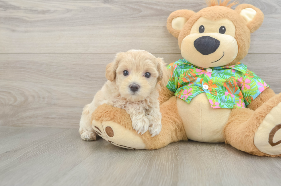 6 week old Maltipoo Puppy For Sale - Windy City Pups