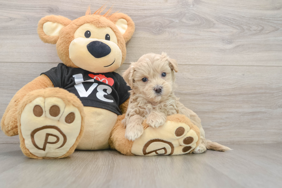 Fluffy Maltipoo Poodle Mix Pup