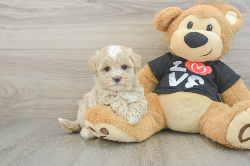 6 week old Maltipoo Puppy For Sale - Windy City Pups