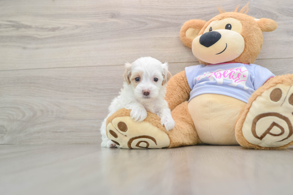 Maltipoo Puppy for Adoption