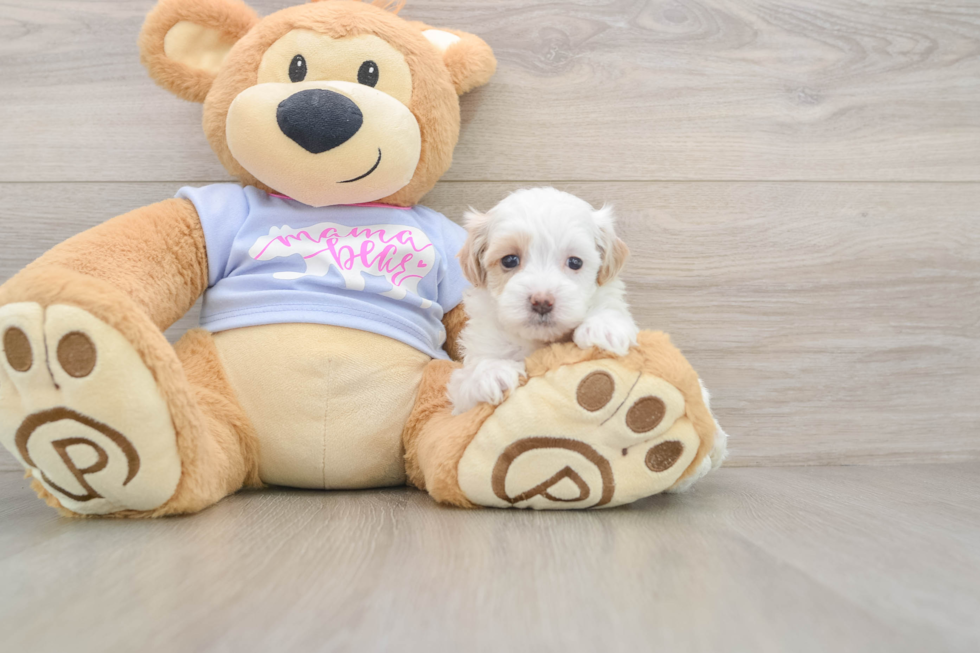Petite Maltipoo Poodle Mix Pup