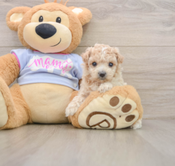 7 week old Maltipoo Puppy For Sale - Windy City Pups