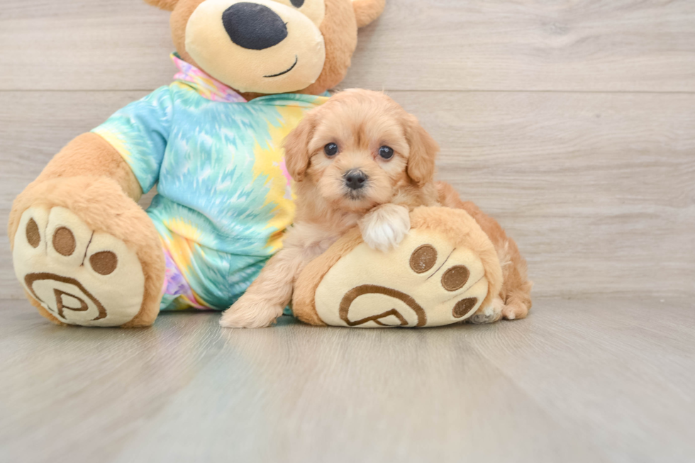 Hypoallergenic Moodle Poodle Mix Puppy