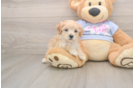 Little Maltepoo Poodle Mix Puppy