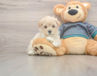 9 week old Maltipoo Puppy For Sale - Windy City Pups