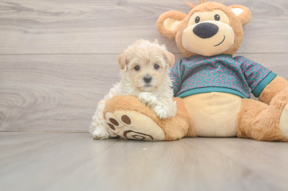 5 week old Maltipoo Puppy For Sale - Windy City Pups