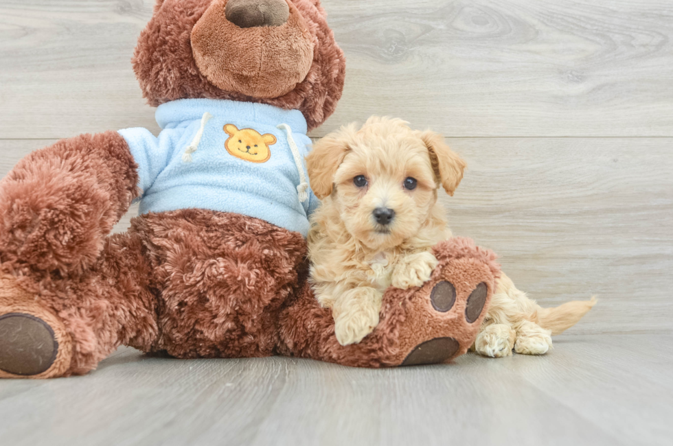 7 week old Maltipoo Puppy For Sale - Windy City Pups