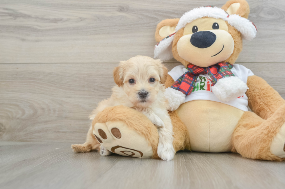 6 week old Maltipoo Puppy For Sale - Windy City Pups