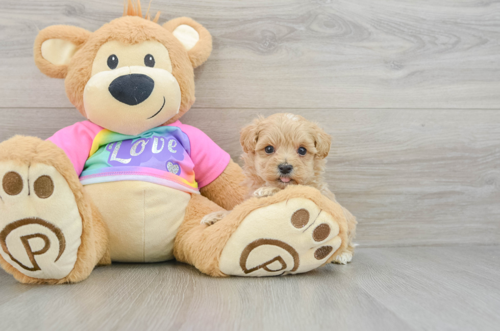 7 week old Maltipoo Puppy For Sale - Windy City Pups