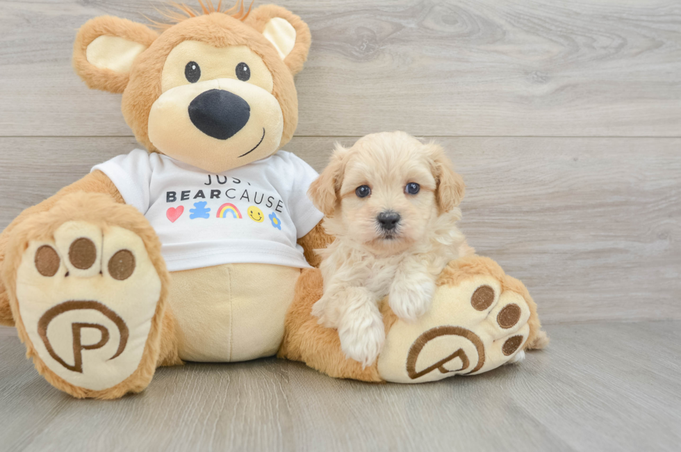 6 week old Maltipoo Puppy For Sale - Windy City Pups