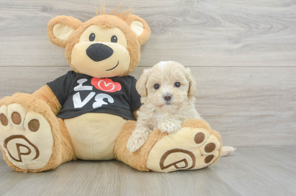 6 week old Maltipoo Puppy For Sale - Windy City Pups