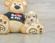 8 week old Maltipoo Puppy For Sale - Windy City Pups