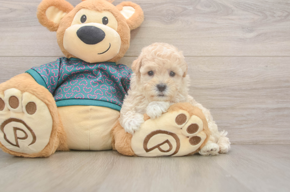 5 week old Maltipoo Puppy For Sale - Windy City Pups