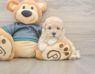 8 week old Maltipoo Puppy For Sale - Windy City Pups 8 week old Maltipoo Puppy For Sale - Windy City Pups