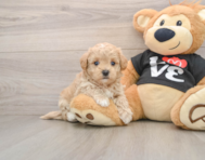 8 week old Maltipoo Puppy For Sale - Windy City Pups