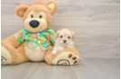Sweet Maltipoo Baby