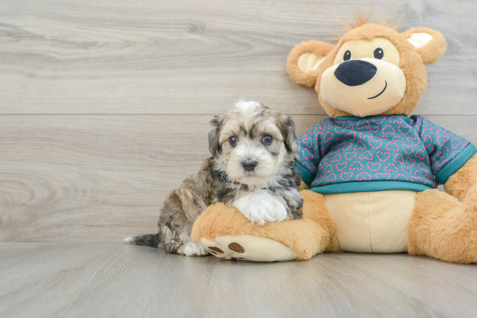 Maltipoo Pup Being Cute